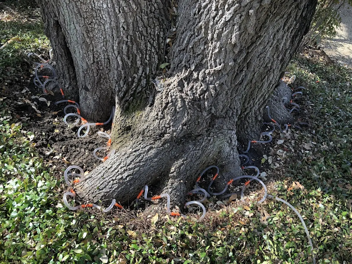 Detailed Tree Cabling and Bracing job site in Peaks Island