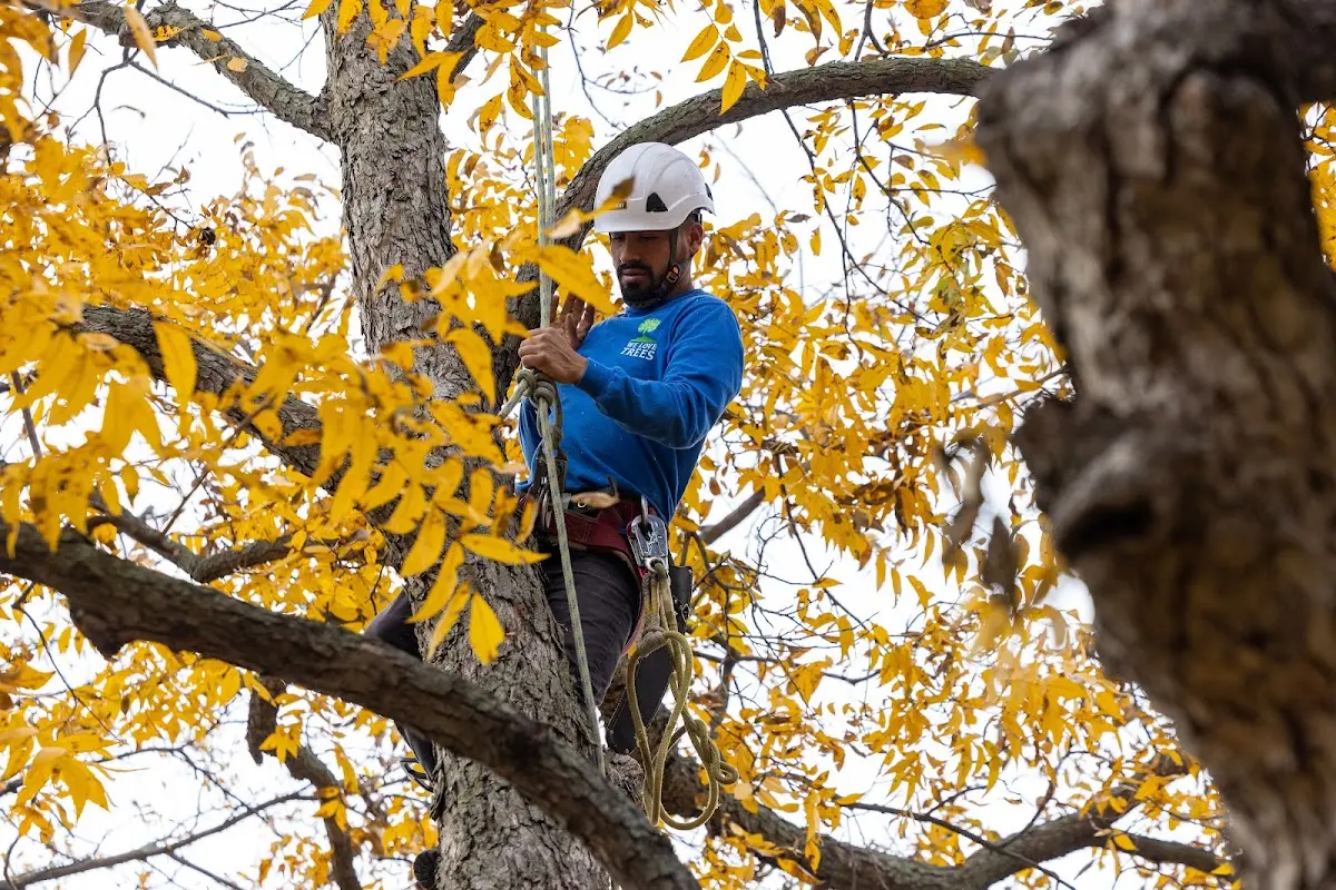 Skilled Tree Planing crew working in Peaks Island