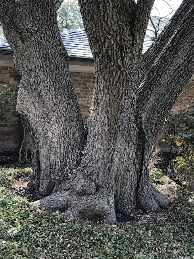 Mature heritage tree close to a Peaks Island property cared for by certified arborists